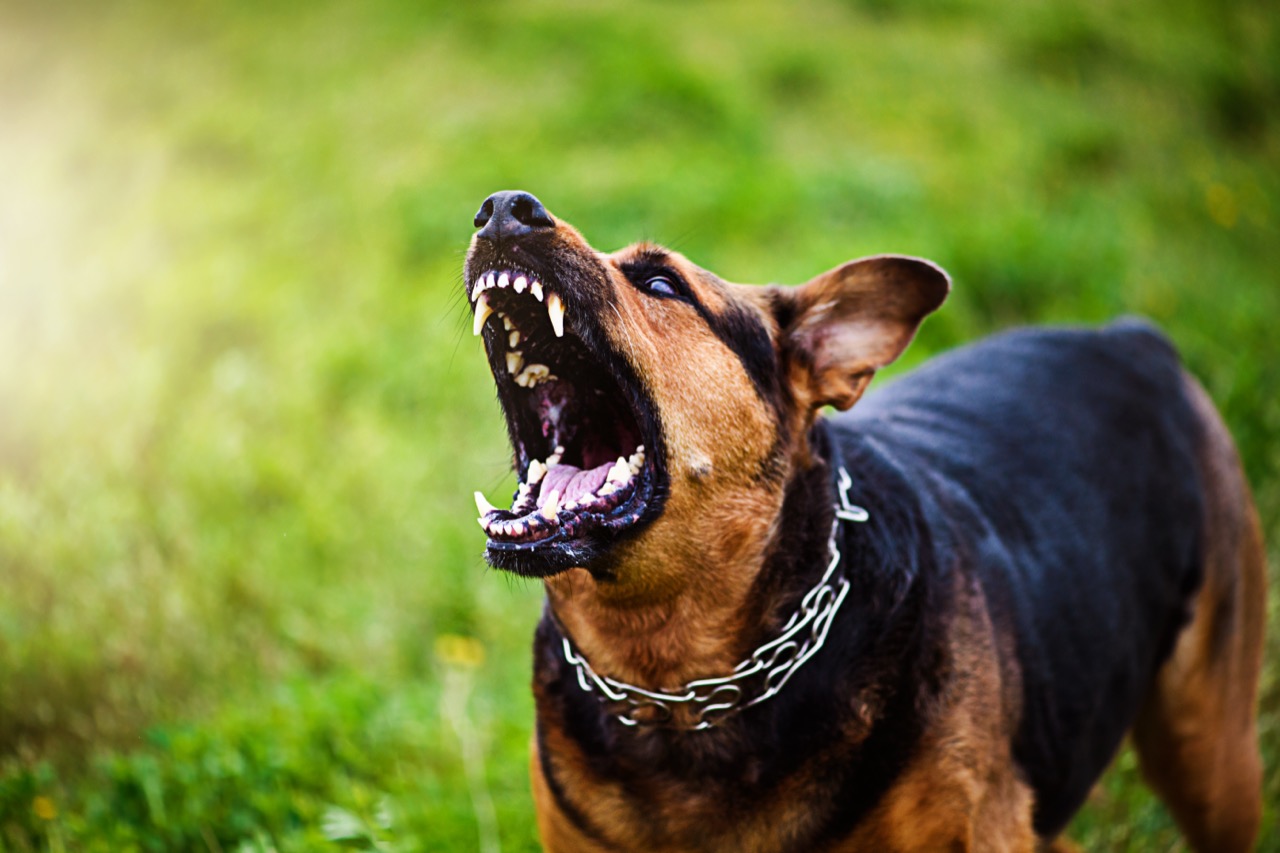 angry-dog-attacks-the-dog-looks-aggressive-and-da-2024-11-26-14-18-31-utc.jpg